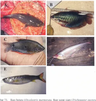Gambar 73.Ikan betutuedcbaZYXWVUTSRQPONMLKJIHGFEDCBA(Oxyeleotrismarmora/a,Ikan sepat siam (Trichogaster