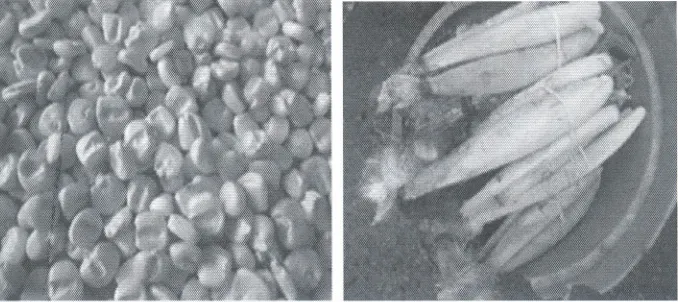 Gambar 10. Biji (kiri) dan tongkol (kanan) jagungkima muda