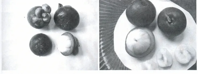 Gambar 25. Buah manggisdan buah mundar