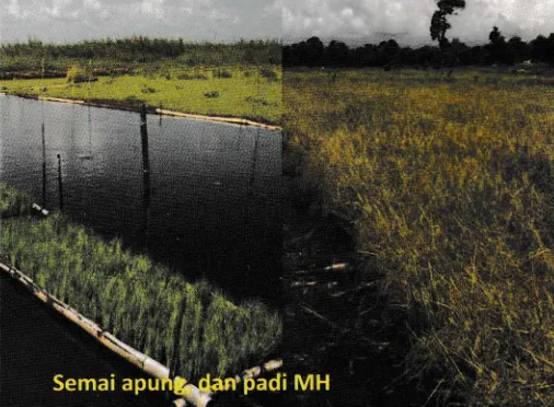 Tabel 2. Pengaruh tingkat kepadatan populasi tanaman padi terhadaphasil ((Vha) di dua lokasi lahan lebak Kalimantan Selatan MK.2005