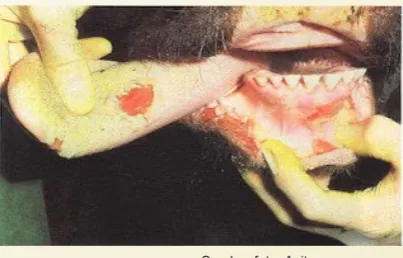 Tabel Penyebaran Serotype Virus PMK