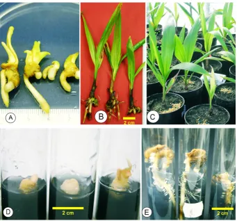 Fig. 5. Various steps in the recovery process of coconut embryos after cryopreservation