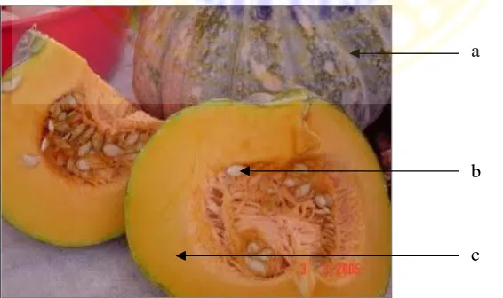 Gambar 2.1. Struktur buah labu kuning. a. Kulit labu kuning, b. Biji labukuning, dan c