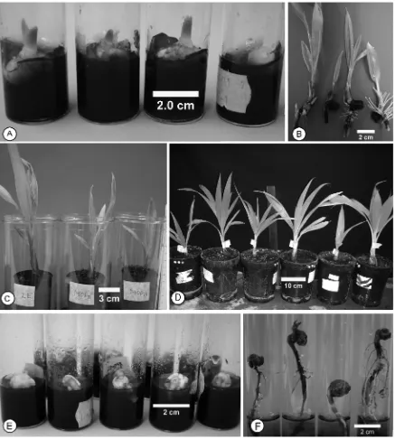 Figure 4. Recovery process for embryos that were chemically dehydrated for 16 h thenstored at -80°C for 26 weeks before being recovered