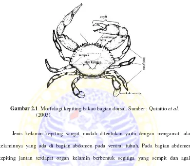 Gambar 2.1  Morfologi kepiting bakau bagian dorsal. Sumber : Quinitio et al.  