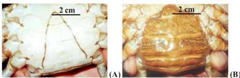 Gambar 2.2 Abdomen kepiting jantan (A) dan kepiting betina (B). Sumber : Churchill (2003) 