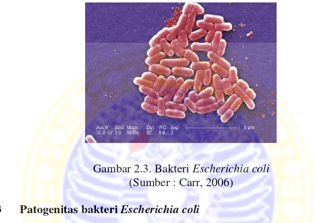 Gambar 2.3. Bakteri Escherichia coli