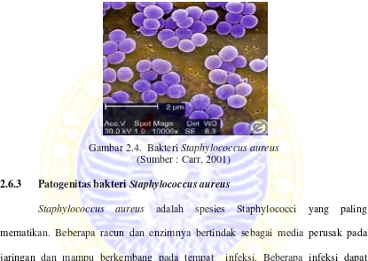 Gambar 2.4. Bakteri Staphylococcus aureus