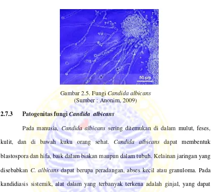 Gambar 2.5. Fungi Candida albicans