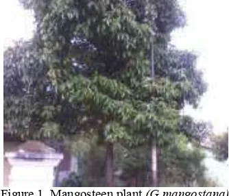 Figure 1. Mangosteen plant  (G mangostana)  