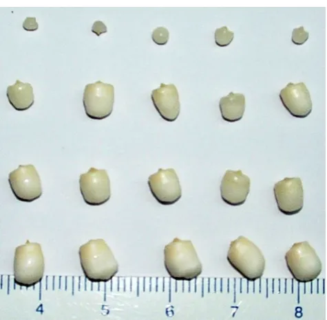 Figure 1. Representative digital images ofisolated from four different fruit maturity stages