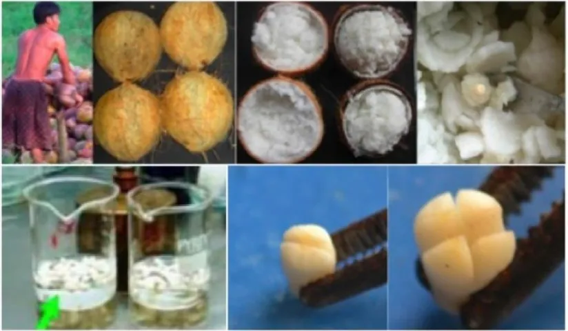 Gambar 1. Tahapan isolasi dan sterilisasi embrio kelapa kopyor (atas dari kiri ke kanan) dan teknik embrio toreh yang digunakan untuk membelah embrio menjadi dua dan empat bagian (bawah)