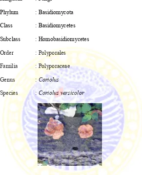 Gambar 2.1  Jamur  (badan buah) Coriolus versicolor yang tumbuh pada batang kayu  