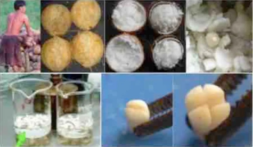Gambar 1 Tahapan isolasi dan sterilisasi embryo kelapa kopyor (atas dari kiri ke kanan) dan 