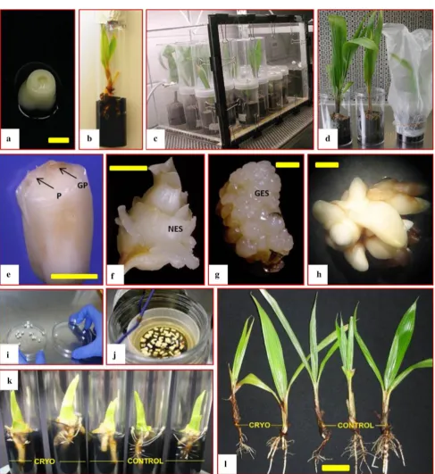 Fig. 2 Images in the steps used for of coconut embryo culture (a–d),somatic embryogenesis (e–h) and cryopreservation (i–l)