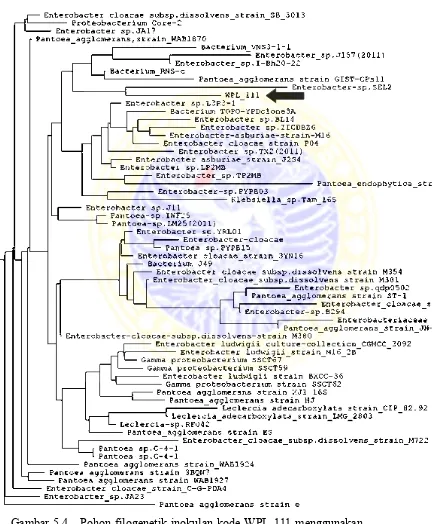 Gambar 5.4   Pohon filogenetik inokulan kode WPL 111 menggunakan   