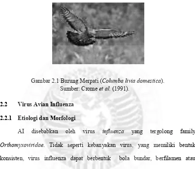 Gambar 2.1 Burung Merpati (Columba livia domestica). 