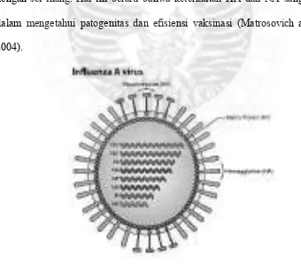 Gambar 2.3 Struktur gen virus Avian Influenza.  