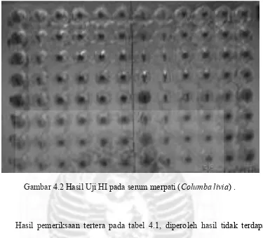 Gambar 4.2 Hasil Uji HI pada serum merpati (Columba livia) . 