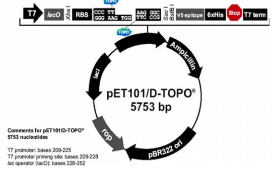 Figure 7. The map of pET101/D-TOPO