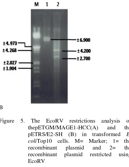 Figure 4. Sequence of the full length of coding region of E2 gene of HCV.