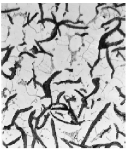 Gambar 29. Gambar struktur mikro besi cor abu‐abu menggunakan mikroskop optik dengan perbesaran 500X 