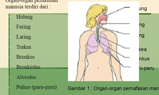 Gambar 1 : Organ-organ pernafasan manusia