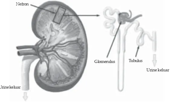 Gambar 1.4Glomerulus