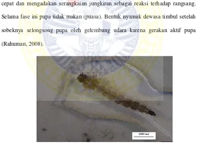 Gambar 2.1 Larva Ae. aegypti. Sumber : Manorenjitha (2006).