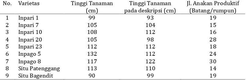 Tabel 1. Rata-rata tinggi tanaman danjumlah anakan varietas unggul yang ditanam pada demfarm di Desa Kebun Cau Kec