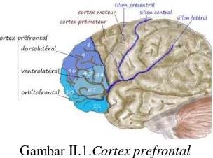 Gambar II.1.Cortex prefrontal  