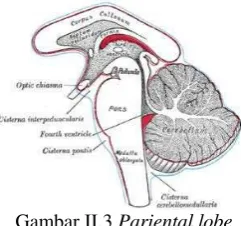 Gambar II.3 Pariental lobe 