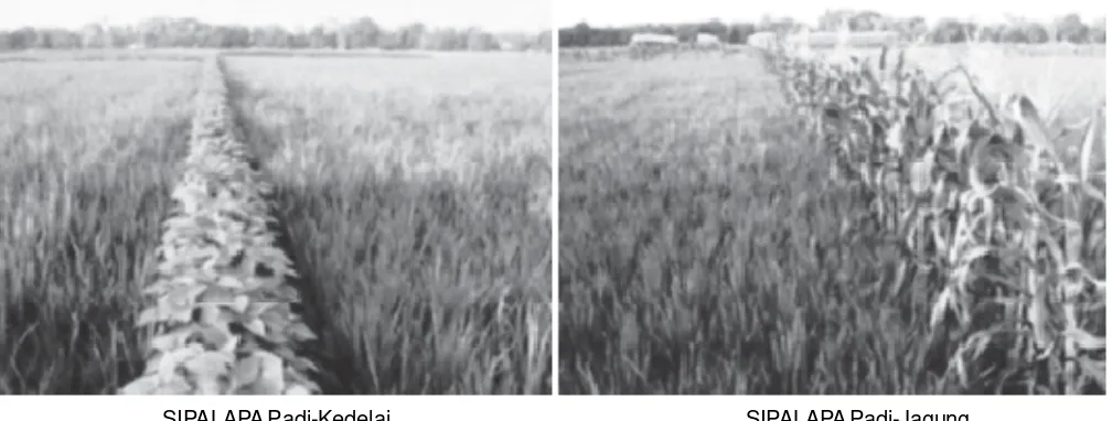 Gambar 1. Sistem integrasi palawija pada tanaman padi (SIPALAPA).