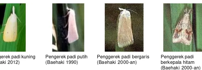 Gambar 1. Lima jenis hama penggerek tanaman padi di Indonesia.