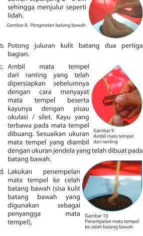 Gambar 8.  Pengeratan batang bawah