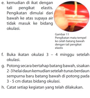 Gambar 11Pengikatan mata tempel