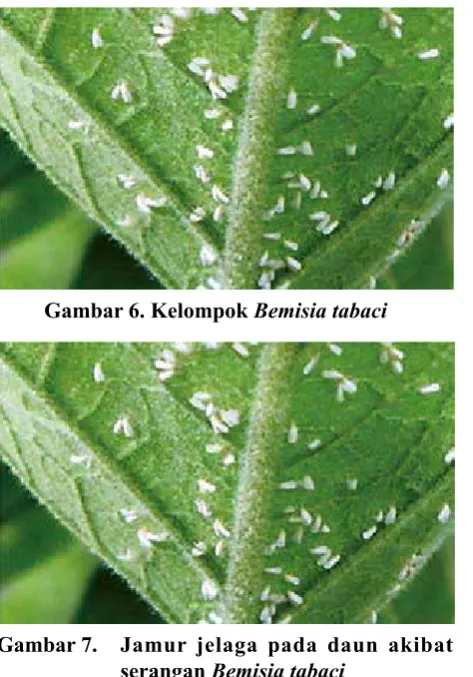 Gambar 6. Kelompok Bemisia tabaci