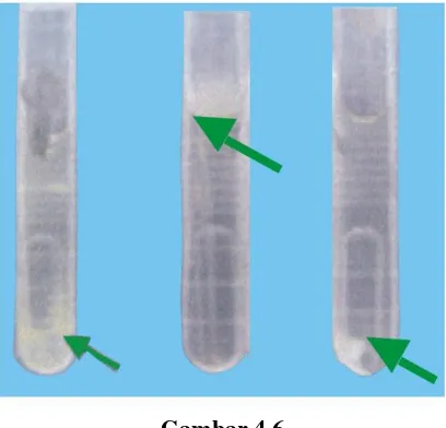 Gambar 4.6 Adanya lendir biofilm non coliform 