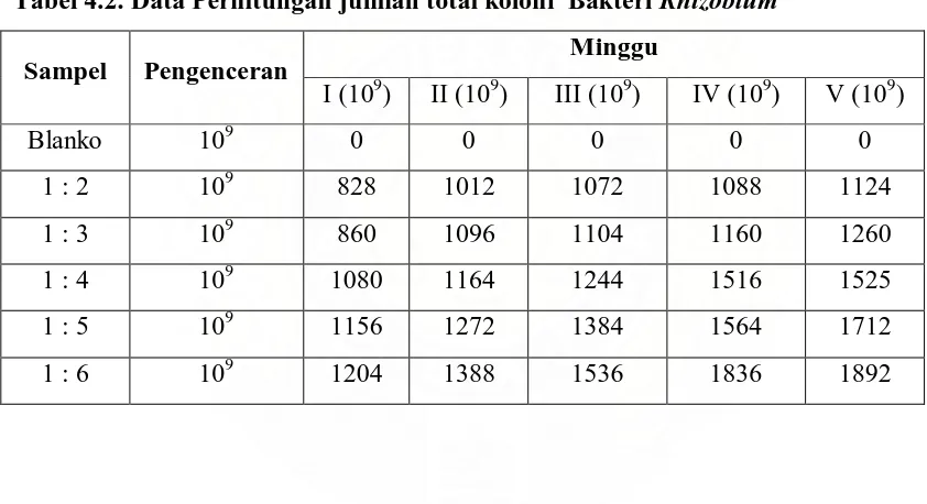 Tabel 4.1. Data perhitungan jumlah koloni bakteri Rhizobium 