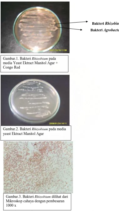 Gambar.1. Bakteri Rhizobium pada media Yeast Ektract Manitol Agar + 