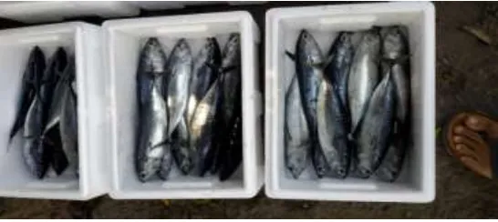 Gambar 2. Aplikasi Teknik Penanganan ikan tongkol segar dengan suhu kamar. 