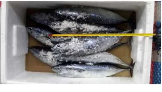 Gambar 5. Aplikasi Teknik Penanganan Ikan Segar 