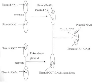Gambar 2. Produksi degradasi-camphor, naphthalena, xylena, dan octana strain bakteri (berturut-turut CAM, NAH, XYL dan OCT) melalui rekombinasi plasmid selama penyatuan dari beberapa strain bakteri (Bamiun, 2005)