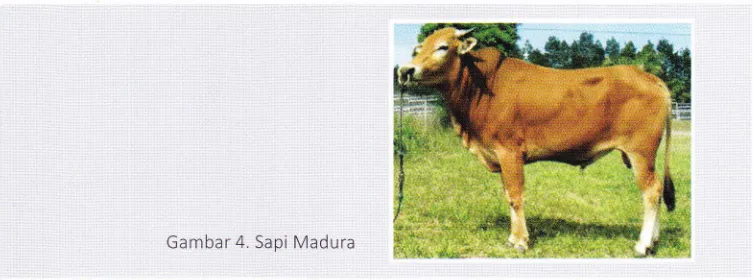 Tabel 6. Parameter karkas Sapi Madura yang diberi makanan konsentrat