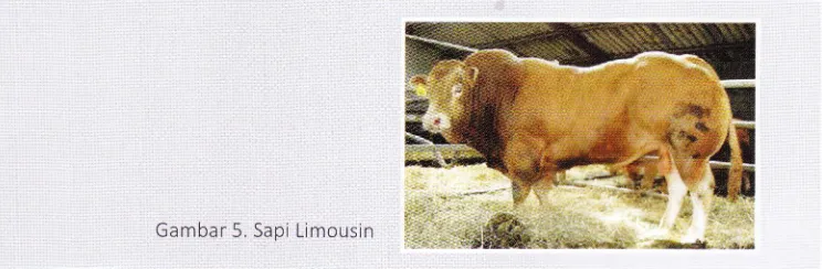 Gambar 5. Sapi Limousin