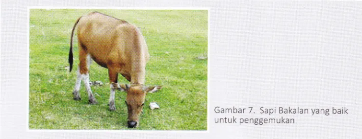 Gambar 7. Sapi Bakalan yang ba,ikpenggemukan