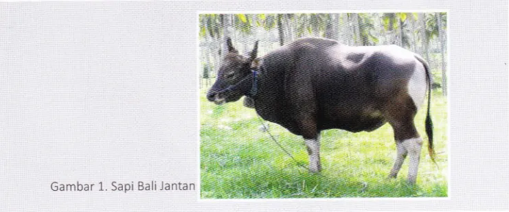 Gambar 1. Sapi BaliJantan