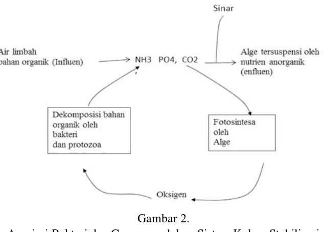 Gambar 2.  Asosiasi Bakteri dan Ganggang dalam Sistem Kolam Stabilisasi 