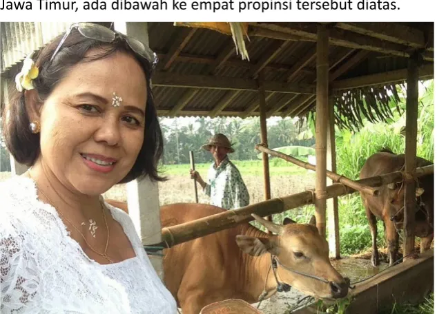 Gambar 1.1 Sapi Bali