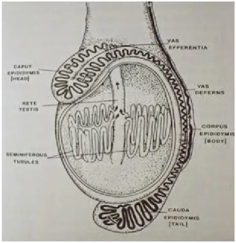 Gambar 2.3 Epididymis